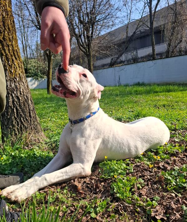 ALBINO DOGO ARGENTINO Foto 5